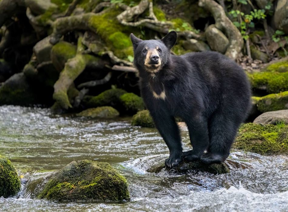 Roaring Fork Motor Nature Trail