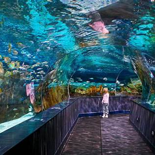 Ripley's Aquarium of the Smokies